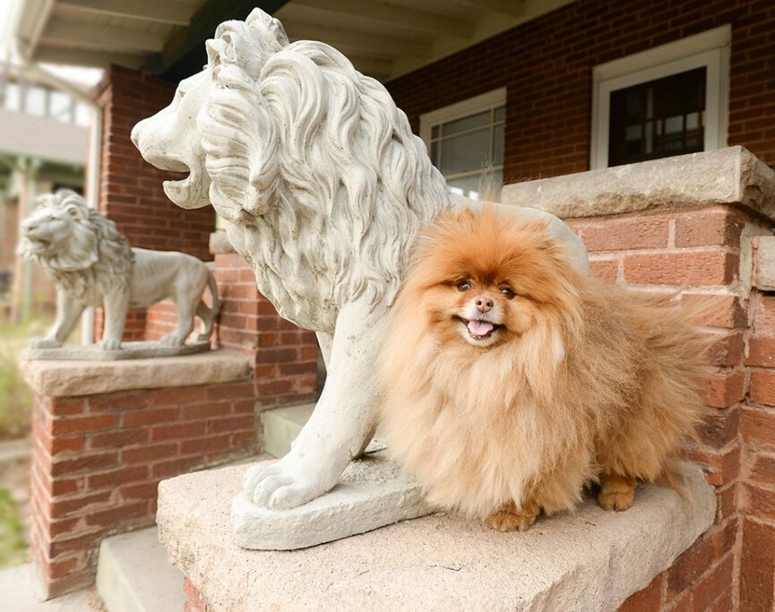 Small dogs store with big personalities